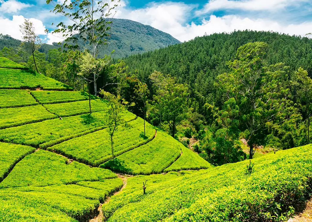 1333687-nuwara-eliya-tea-estate