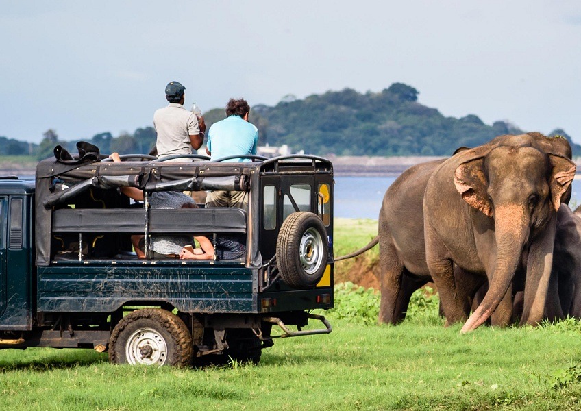 1894272Yala_Jeep_Safari