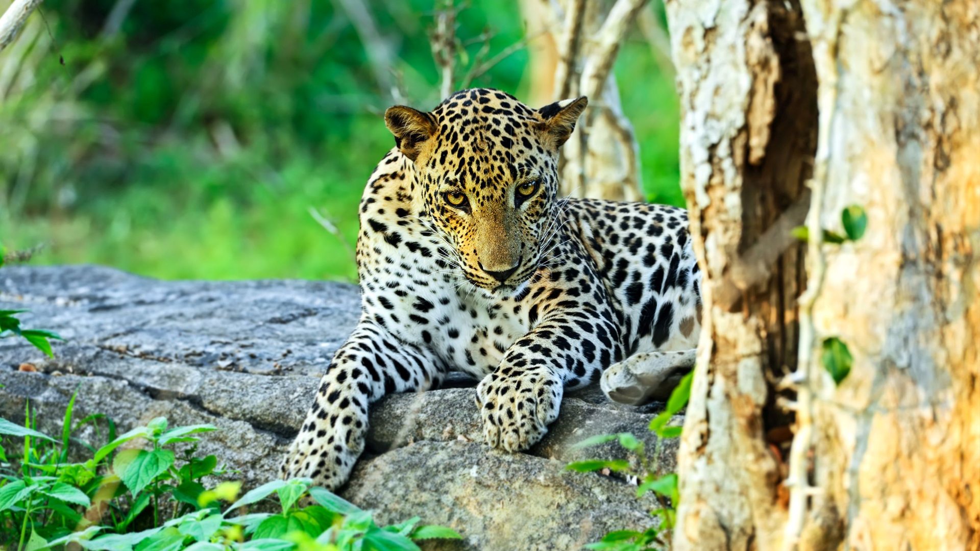 asian-leopard-yala-national-park-sri-lanka