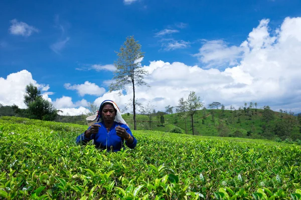 depositphotos_190360148-stock-photo-female-tea-picker