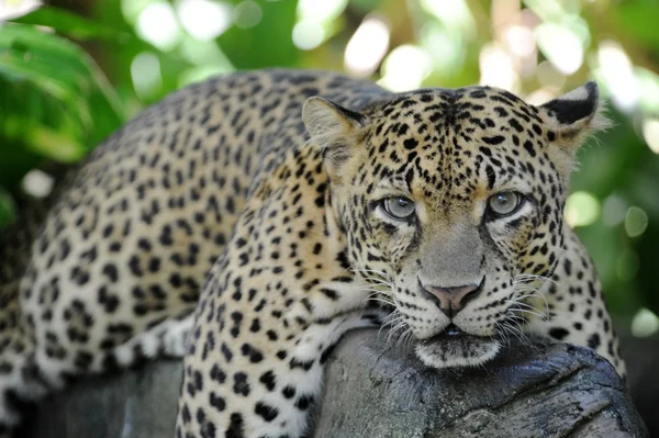 depositphotos_49460411-stock-photo-leopard