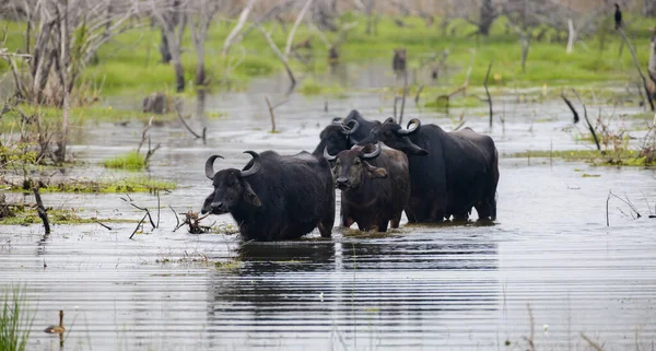 depositphotos_573943330-stock-photo-group-asian-wild-water-buffaloes