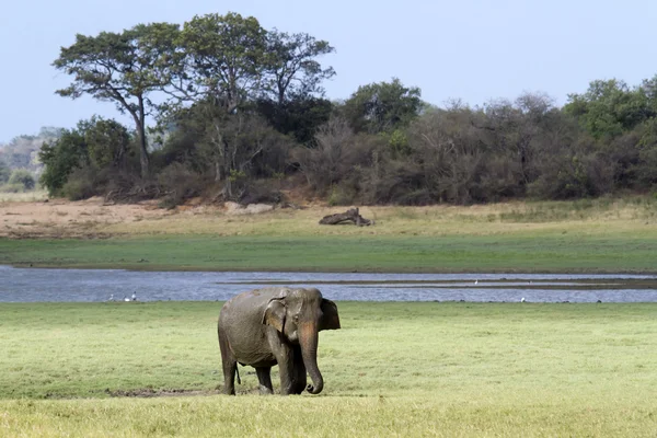 depositphotos_74647307-stock-photo-asian-elephant-in-minneriya-national