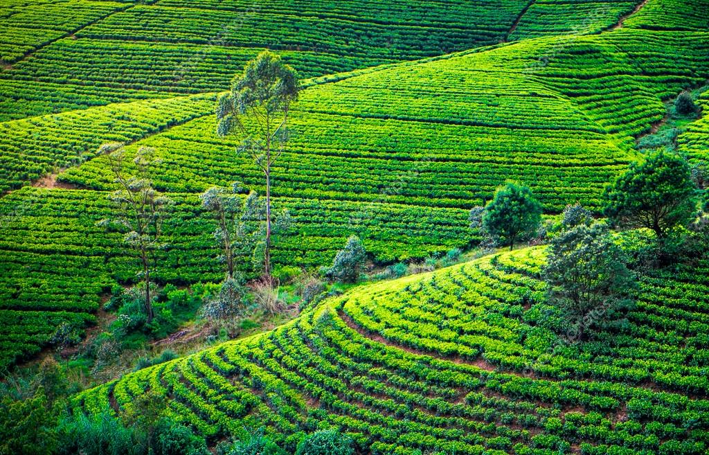 depositphotos_80564290-stock-photo-tea-plantation