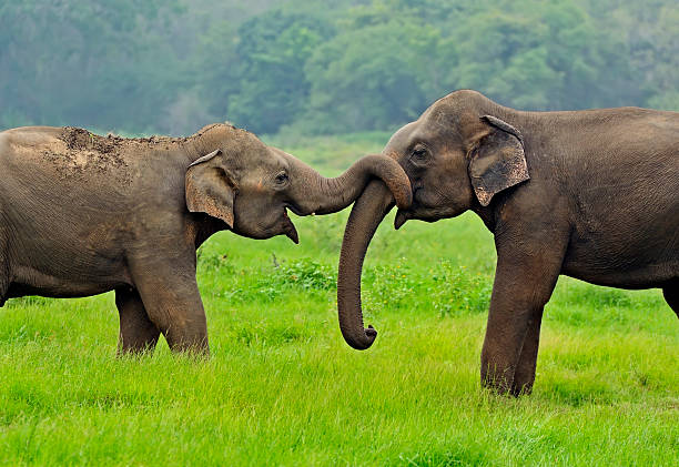 Elephant in the wild on the island of Sri LankaElephant in the wild on the island of Sri Lanka